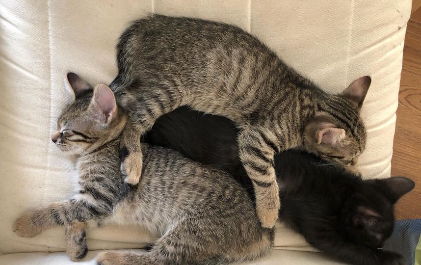 Котята Вася, Мурзик и Чернышка. Фото Наталья