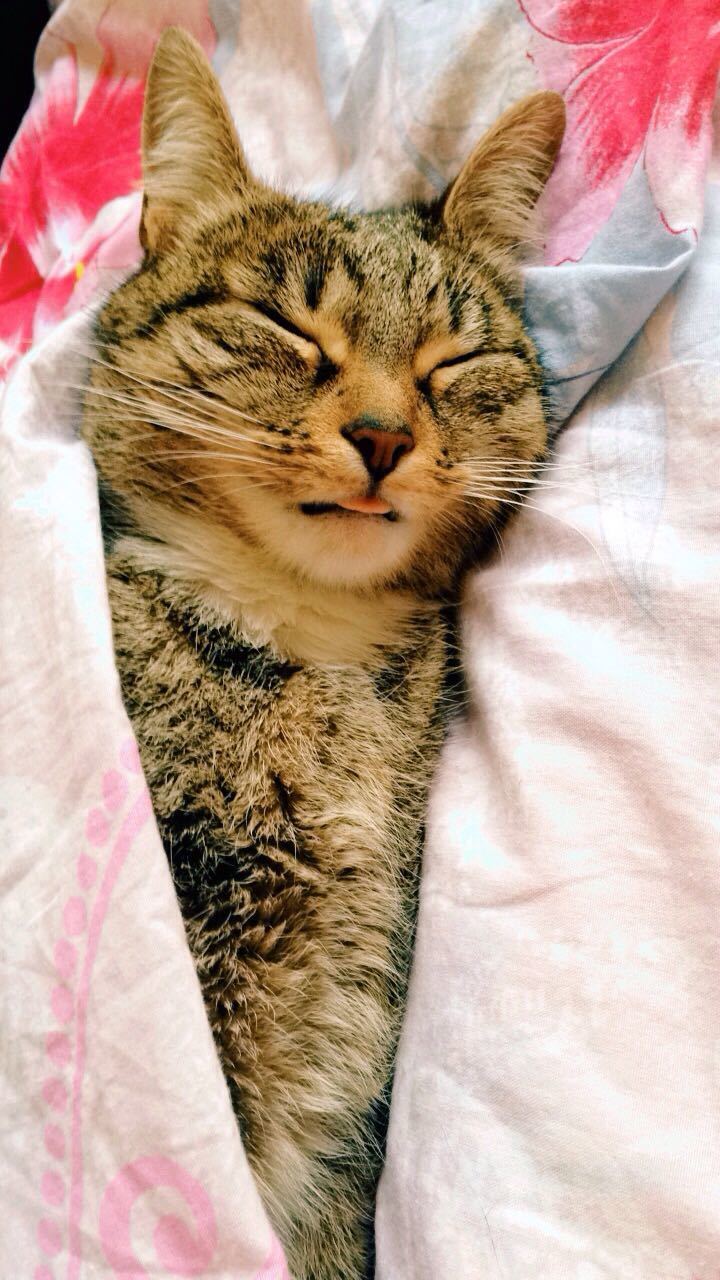 Кошка Дуся. Фото Ирина