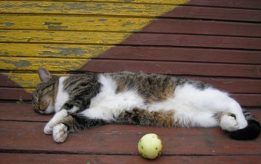 Кошка Аська. Фото Оксана