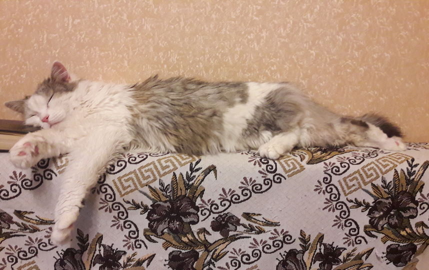 Кот-ученый! Кошка Муза умеет читать во сне. Фото Елена