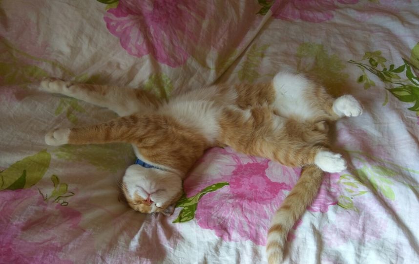 Лежачая кошка. У кошки дергаются лапы. Кот дрыгается во сне. Котики в смешных позах. Спинально-мышечная атрофия у мейн кунов.