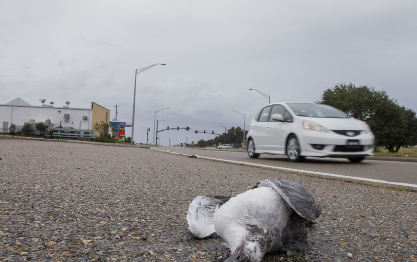 Жители Нового Орлеана готовятся к удару стихии. Фото AFP