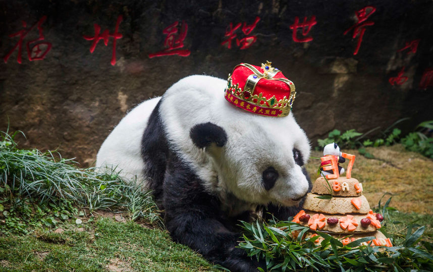 В Китае умерла самая старая панда в мире