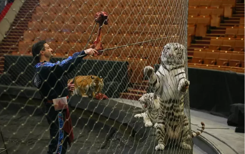 Тигров дрессирует Эдгар Запашный. Фото Василий Кузьмичёнок