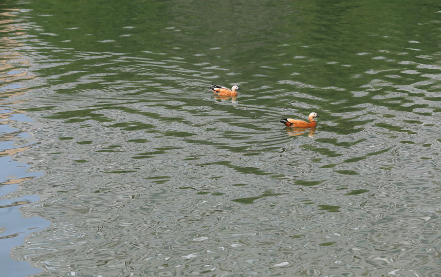 На прошлой неделе в интернет-сообществе "Яндекс.Район" появился призыв прекратить застройку обширной зелёной территории возле Удальцовских прудов. Фото Василий Кузьмичёнок
