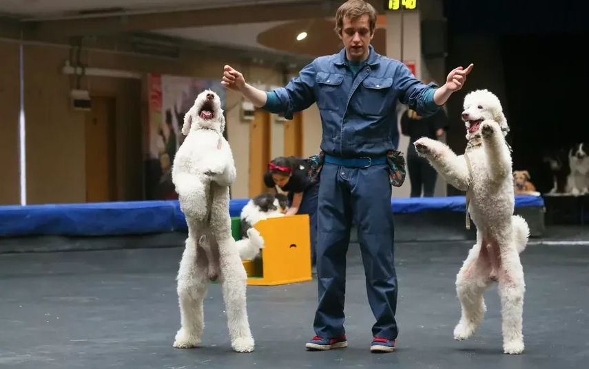 У собак программа сейчас тоже невероятно насыщенная. Фото Василий Кузьмичёнок