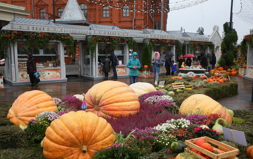 Тыквы разных форм, цветов и размеров "прописались" на площади Революции. Фото Василий Кузьмичёнок