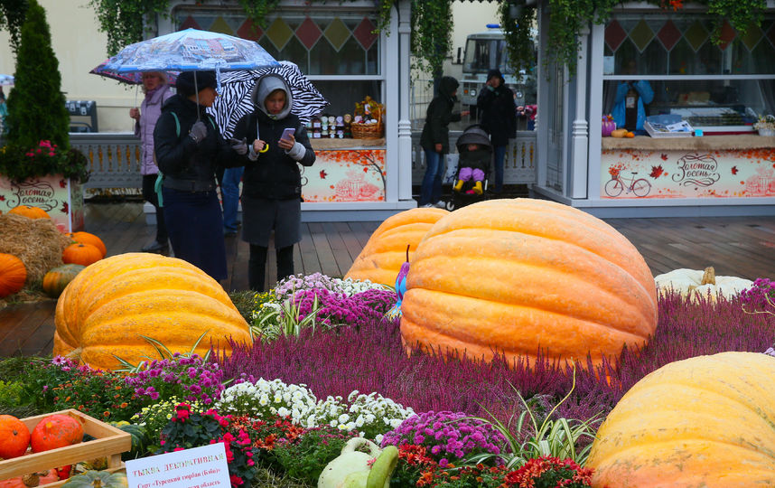 Тыквы разных форм, цветов и размеров "прописались" на площади Революции. Фото Василий Кузьмичёнок