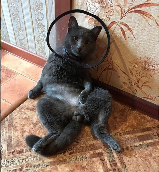 Тишка. Фото Instagram: @tishka_thecat