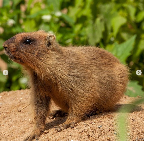 Сурки. Фото скриншот: instagram.com/moscow_zoo_official/