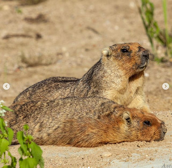 Сурки. Фото скриншот: instagram.com/moscow_zoo_official/