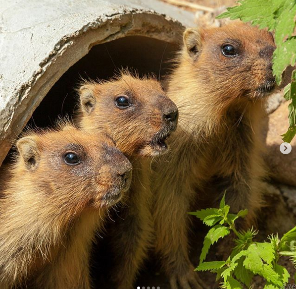 Сурки. Фото скриншот: instagram.com/moscow_zoo_official/