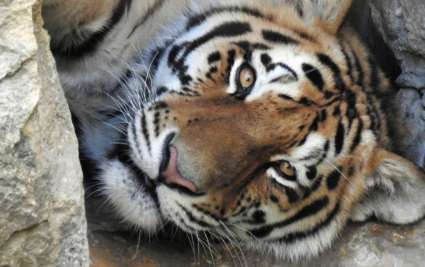 Два амурских тигра поселились в Московском зоопарке