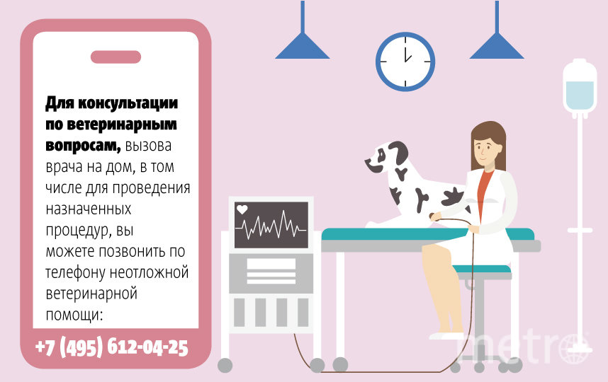 Хозяева должны знать, куда им обратиться за помощью. Фото Андрей Казаков, "Metro"