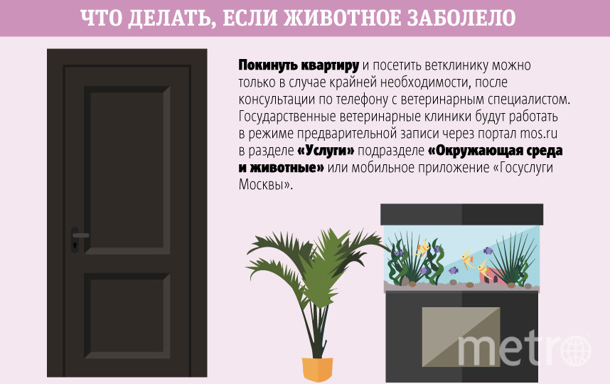 Эксперты рассказали, как ухаживать за животными во время карантина