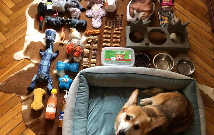 Малыш корги из Москвы аккуратно разложил на полу всё своё пёсье имущество. Фото скриншот instagram @polkan4ik