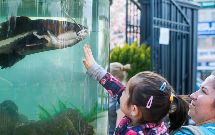 Фестиваль "Рыбная неделя" в Москве: Куда сходить и что попробовать