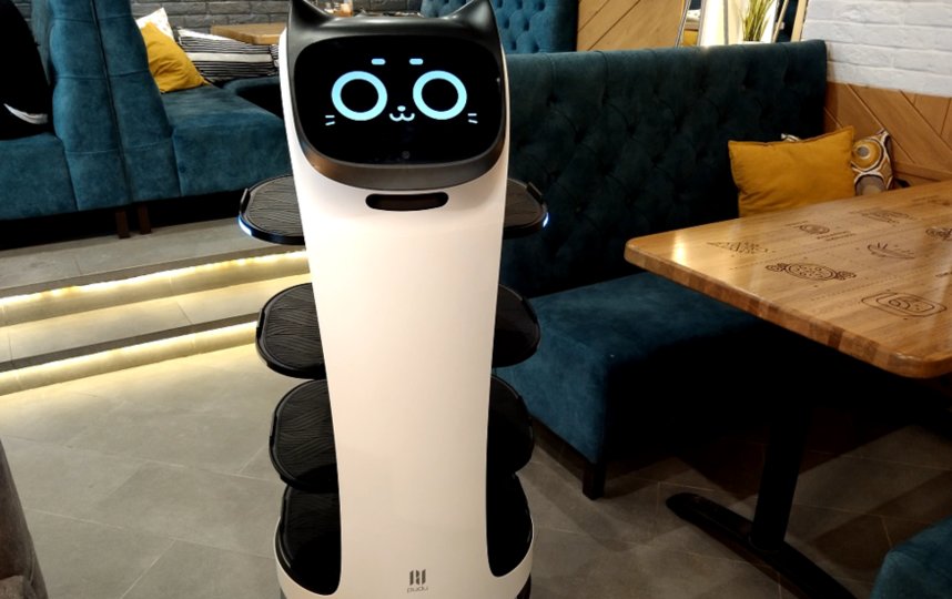 Официант-кошка. Фото Василий Кузьмичёнок