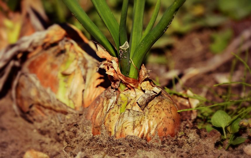 Гидрометцентр рекомендует москвичам закрыть дачный сезон в эти выходные. Фото pixabay