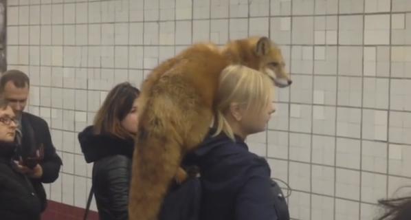Лиса-краса на плече хозяйки в метрополитене.