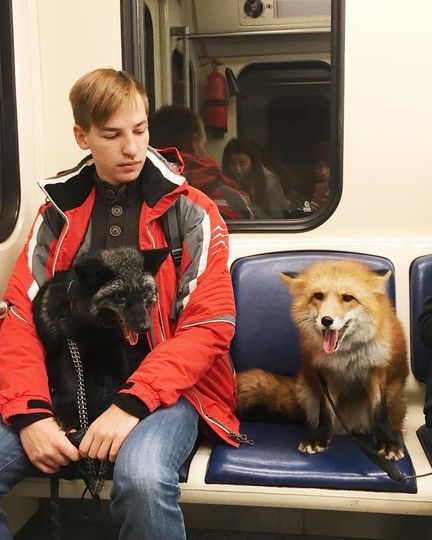 Лиса-краса. Фото Скриншот Instagram/@orange_photos