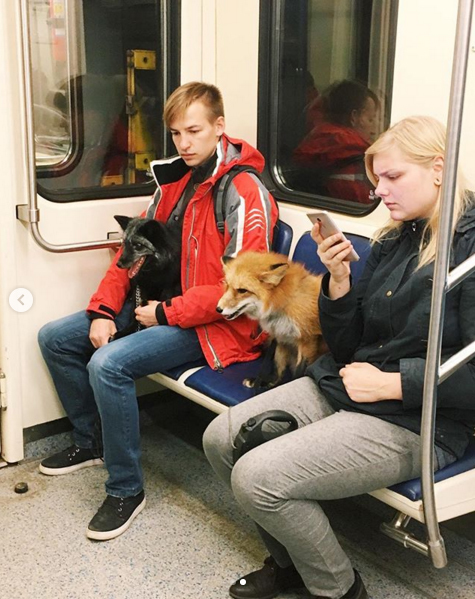 Лиса-краса и её чернобурая подруга. Фото Скриншот Instagram/@orange_photos