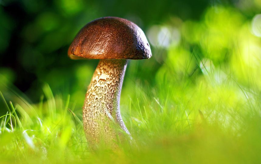 К процессу сбора грибов надо подходить осторожно. Фото https://pixabay.com/