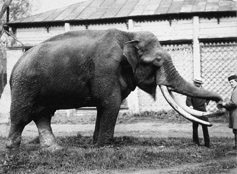 1870 год. Слон, подаренный зоосаду императором Александром II. Фото пресс-служба Московского зоопарка