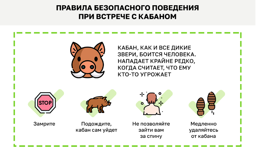 Встреча  с кабаном не так страшна, как принято считать. Фото Пресс-служба  ГПБУ "Мосприрода"