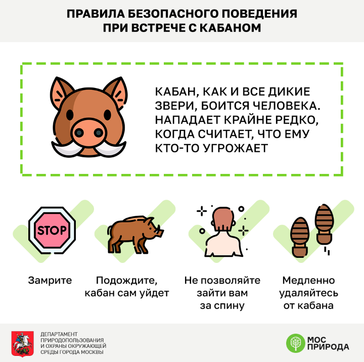 Встреча  с кабаном не так страшна, как принято считать. Фото Пресс-служба  ГПБУ "Мосприрода"