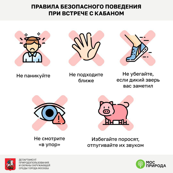 Встреча  с кабаном не так страшна, как принято считать. Фото Пресс-служба  ГПБУ "Мосприрода"