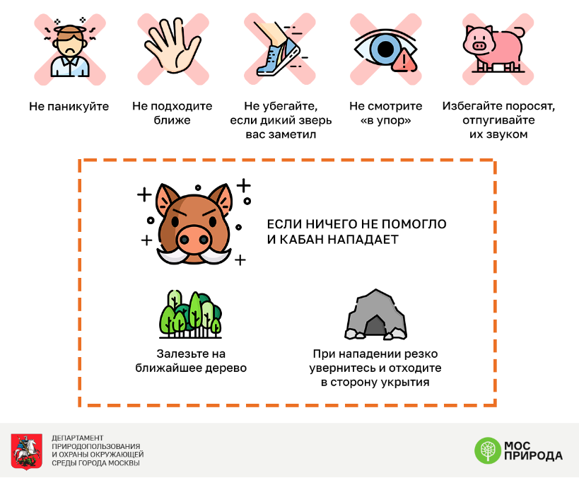 Встреча  с кабаном не так страшна, как принято считать. Фото Пресс-служба  ГПБУ "Мосприрода"