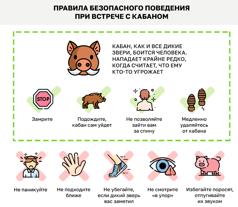 Встреча  с кабаном не так страшна, как принято считать. Фото Пресс-служба  ГПБУ "Мосприрода"