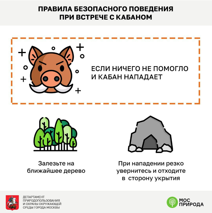Встреча  с кабаном не так страшна, как принято считать. Фото Пресс-служба  ГПБУ "Мосприрода"