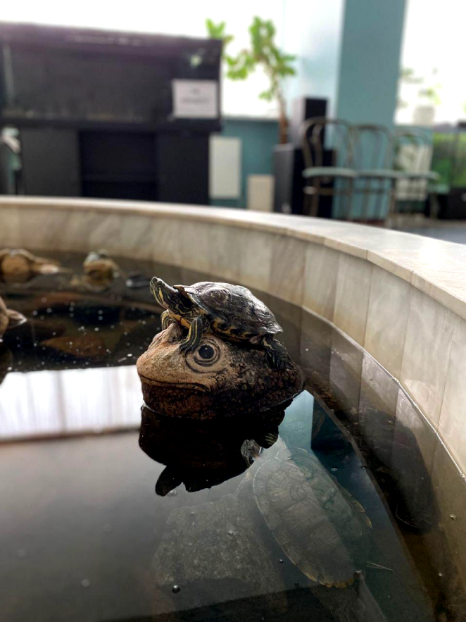 Фото счастливых черепашек, которые выложили в Сеть представители больницы. Фото T.ME/MOSNOW