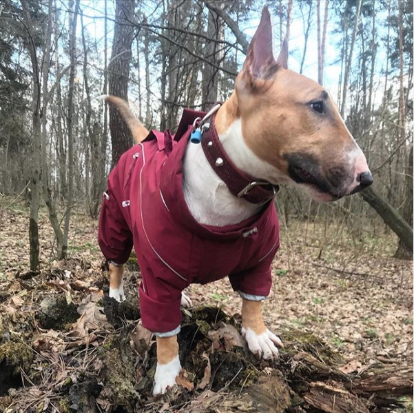 Клоя тоже любит выглядеть стильно. Фото скриншот instagram.com/minibulltwo/