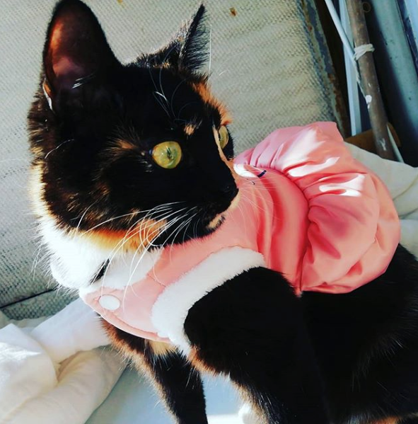 Сама грациозность! Фото скриншо instagram.com/cbeta4/