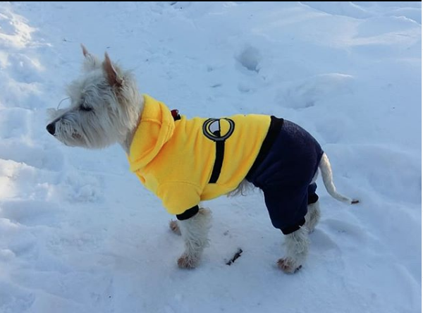 А эту красотку зовут Корой. Фото Екатерина,  instagram.com/irynya_nazarova/