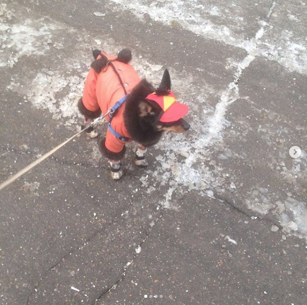 Красавчик Ричард. Фото Виктория, скриншот instagram.com/viktoriyanogtimoscow/