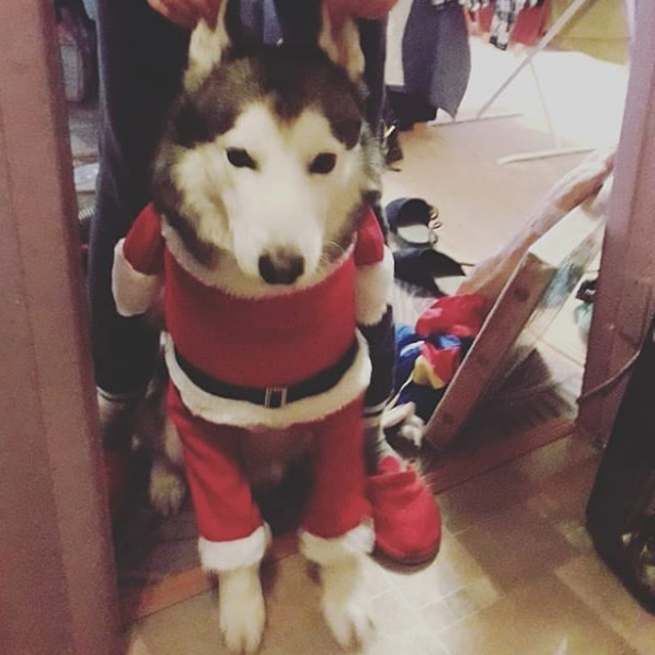 Темерлану ну уж очень понравился его новогодний костюм. Фото Валерия, instagram.com/irynya_nazarova/