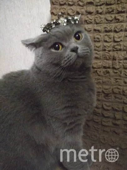 "Миссис" Мишель. Фото Юлия, "Metro"