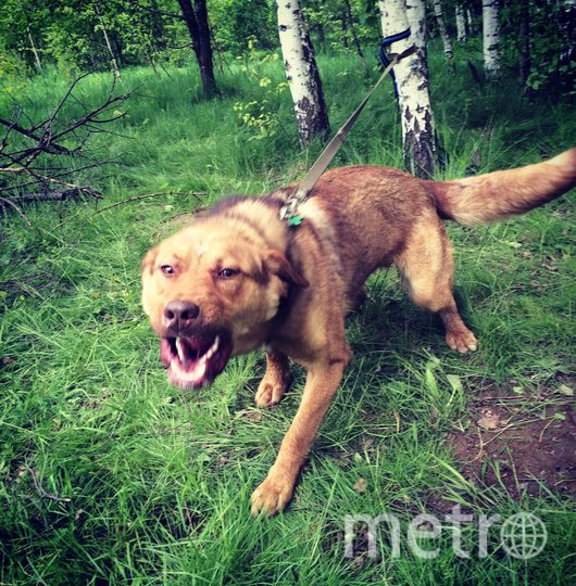 На фото Михрютка, он же Мишка, он же Мусик. Его подобрали добрые люди с улицы в жуткие морозы и был он абсолютно невоспитанным и диким парнем, теперь он умничка и любимец всей семьи. Фото Елена, "Metro"