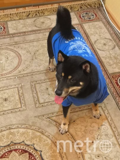 Дейл - сиба-ину, он очень улыбчивый и любит наряжаться. Фото Дмитрий, "Metro"