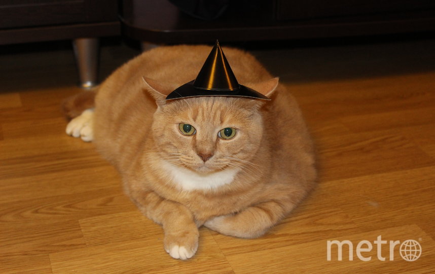 Солидный Леопольд. Фото Наталия, "Metro"