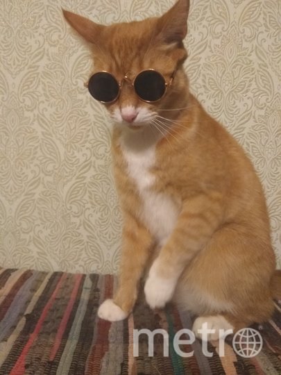 Зевс немного косит под Лепса. Фото Ирина, "Metro"