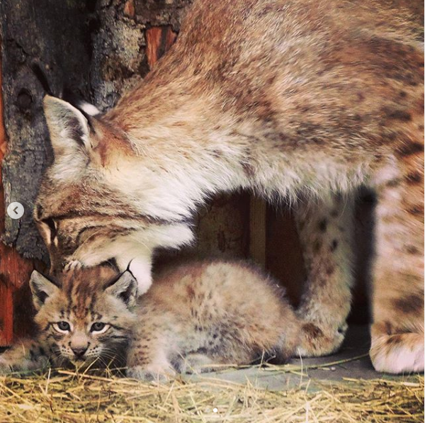 Увидеть новорожденных рысят можно в "Кошачьем ряду" на старой территории зоопарка. Фото пресс-служба зоопарка, Н. Назарова