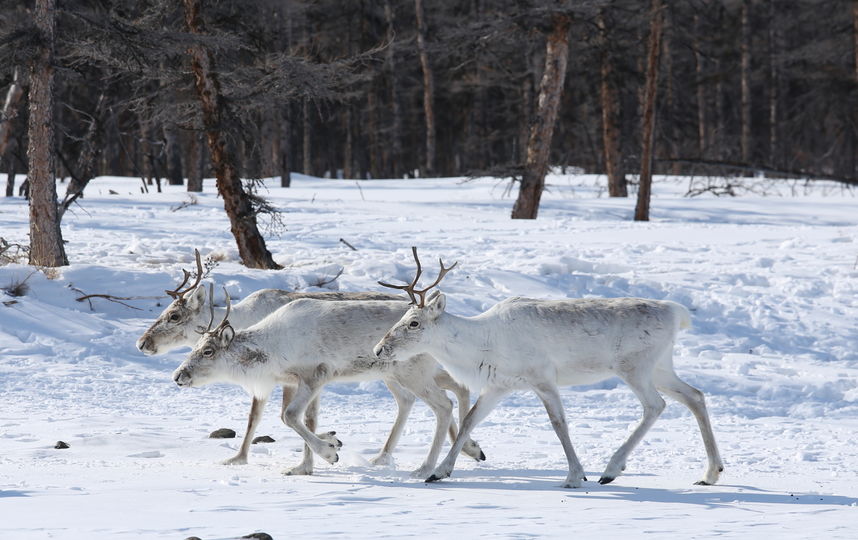Новогоднее чудо для северного оленя. Фото Предоставлено организаторами