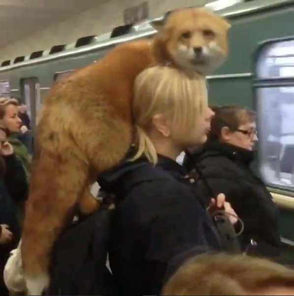 Скриншот instagram.com/valerasupertrener.