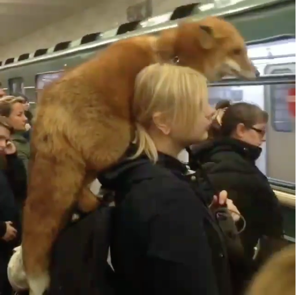 Скриншот instagram.com/valerasupertrener.