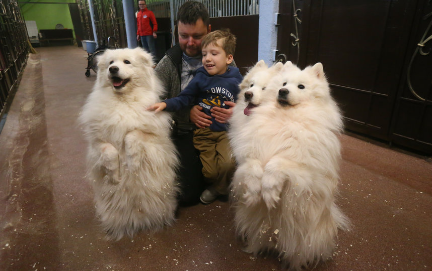 Саша и его папа Кирилл знакомятся с собаками породы самоед. Фото Василий Кузьмичёнок